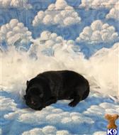 pomeranian puppy posted by Rhonda Wallace